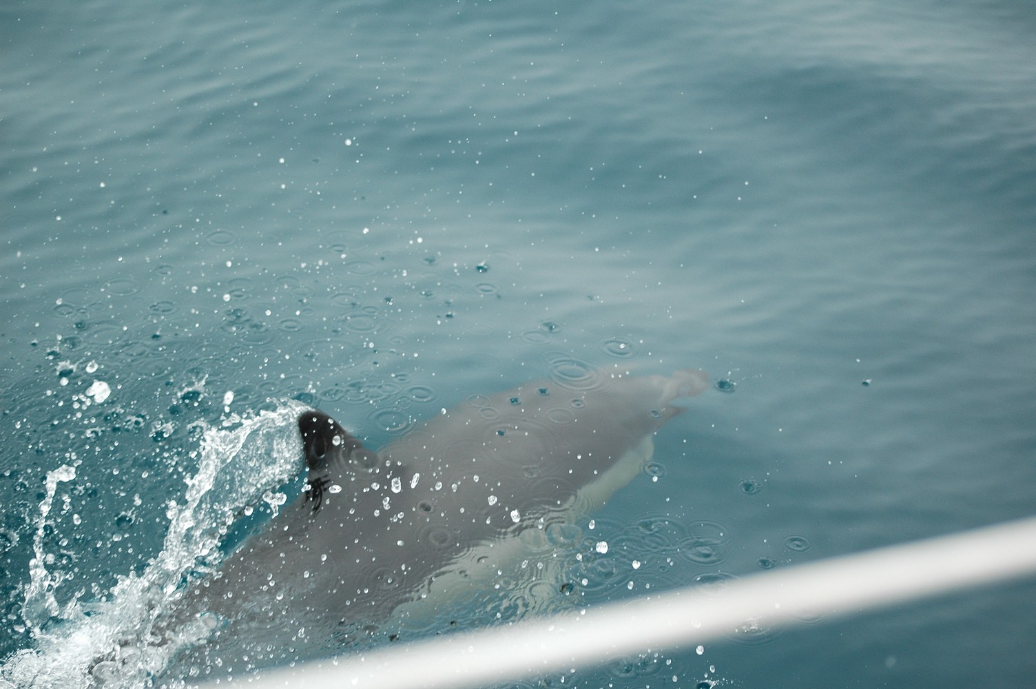 215   30 01   Kaikoura